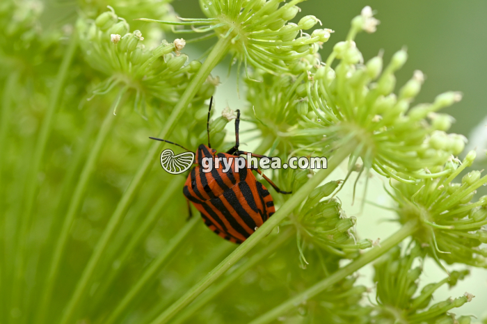 Punaise sur ombellifère (Graphosoma italicum) - gryphea.com